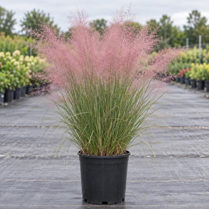 Pink Muhly Grass