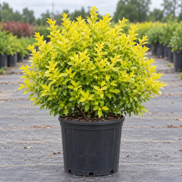 Sunshine Ligustrum